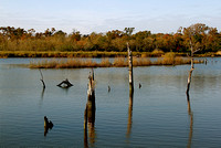 The wetlands at Bay Area Park