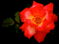 Rose with yellow center