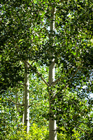 Aspens at Betty Ford Gardens in Vail CO.
