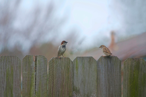 Sparrow and Finch