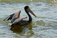 Pelican release